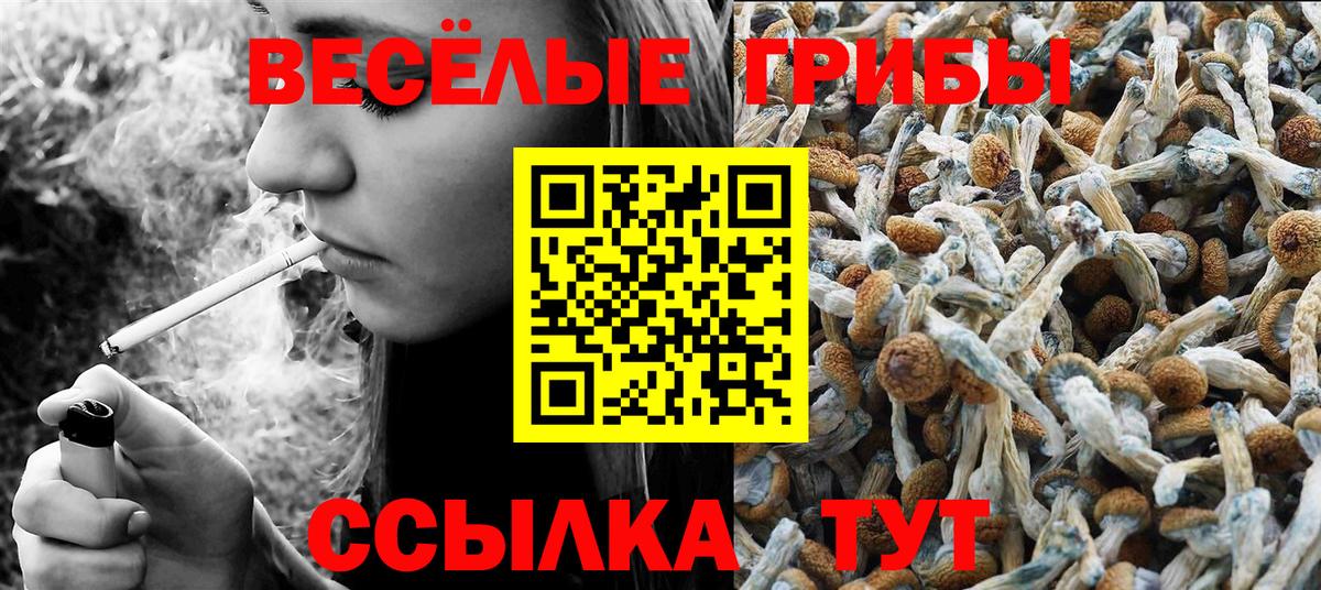 Псилоцибиновые грибы Psilocybe Комсомольск-на-Амуре